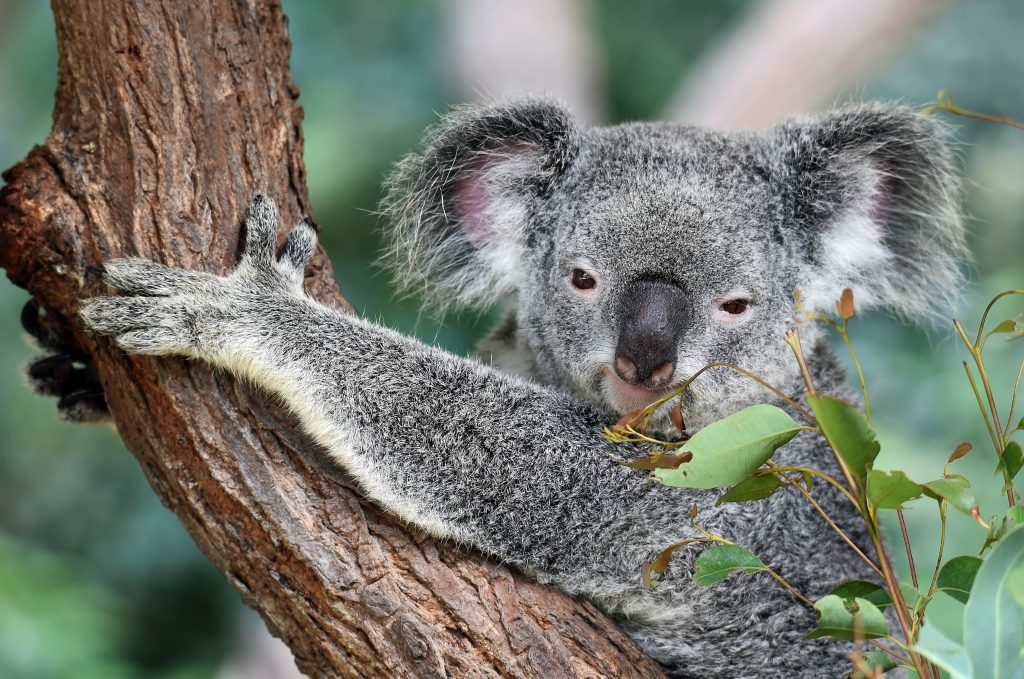 Australian koala hugging a eucalyptus tree